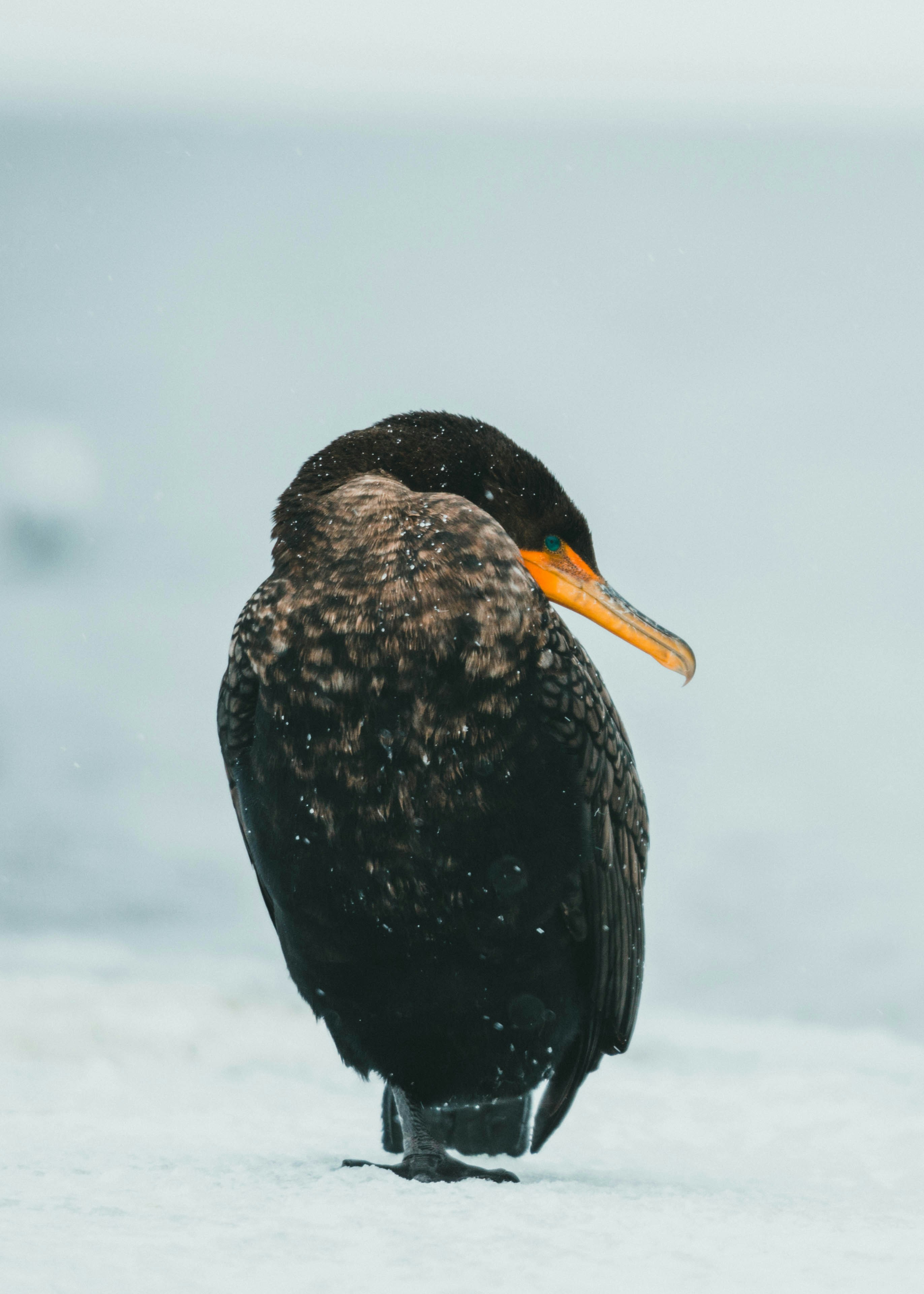 Photo by theshuttervision