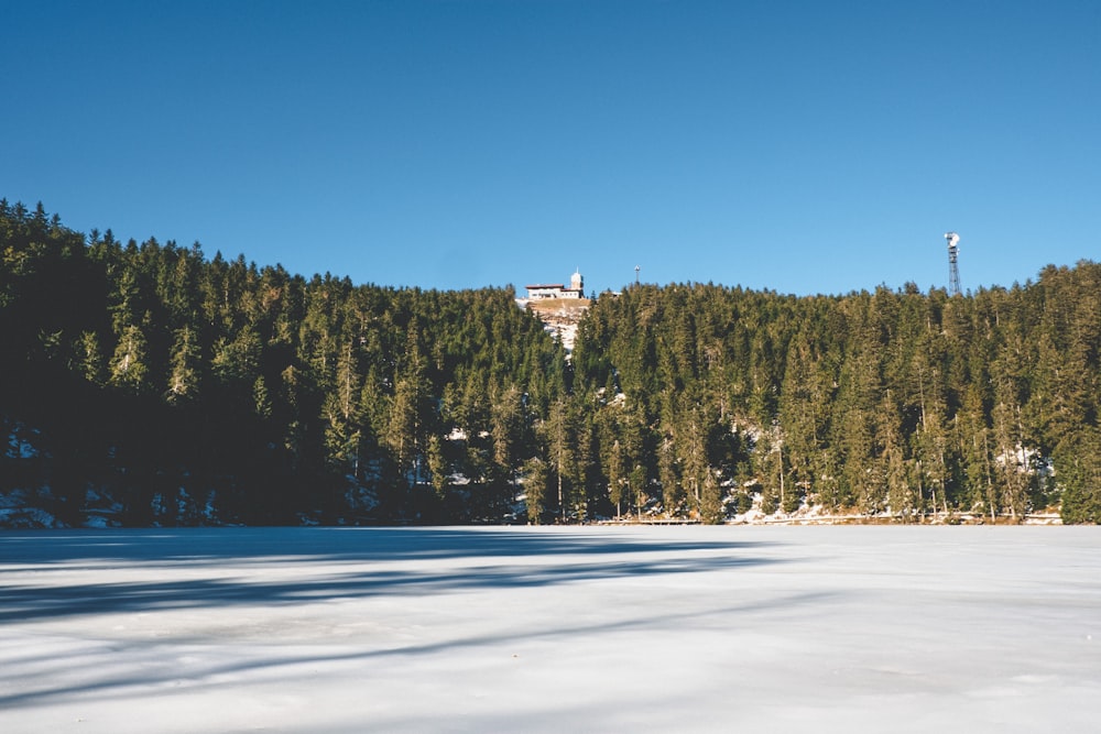 green pine trees on snow covered ground during daytime