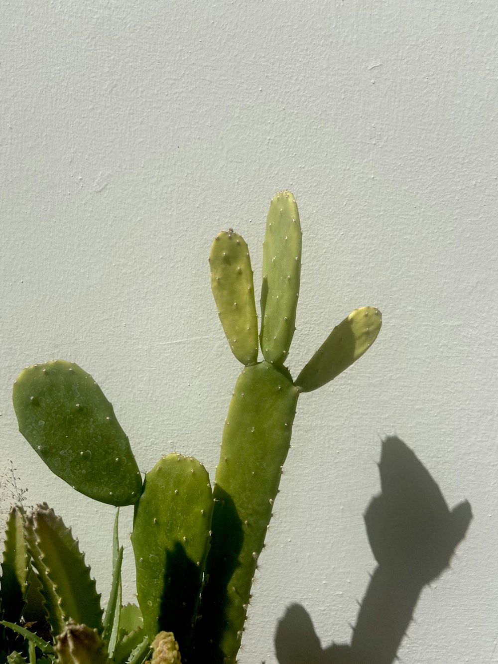 green cactus plant on white wall