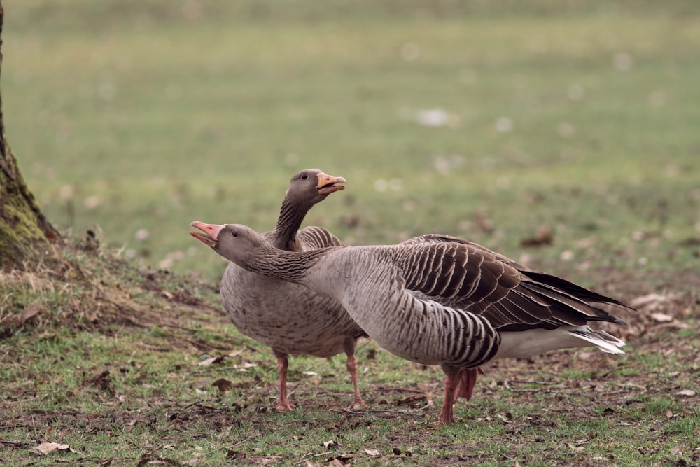 grey and black duck on green grass field during daytime