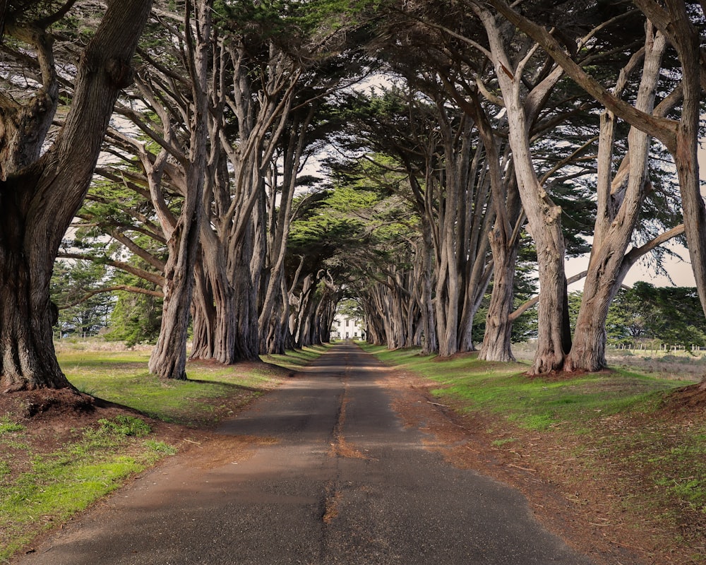 brown pathway between green trees during daytime