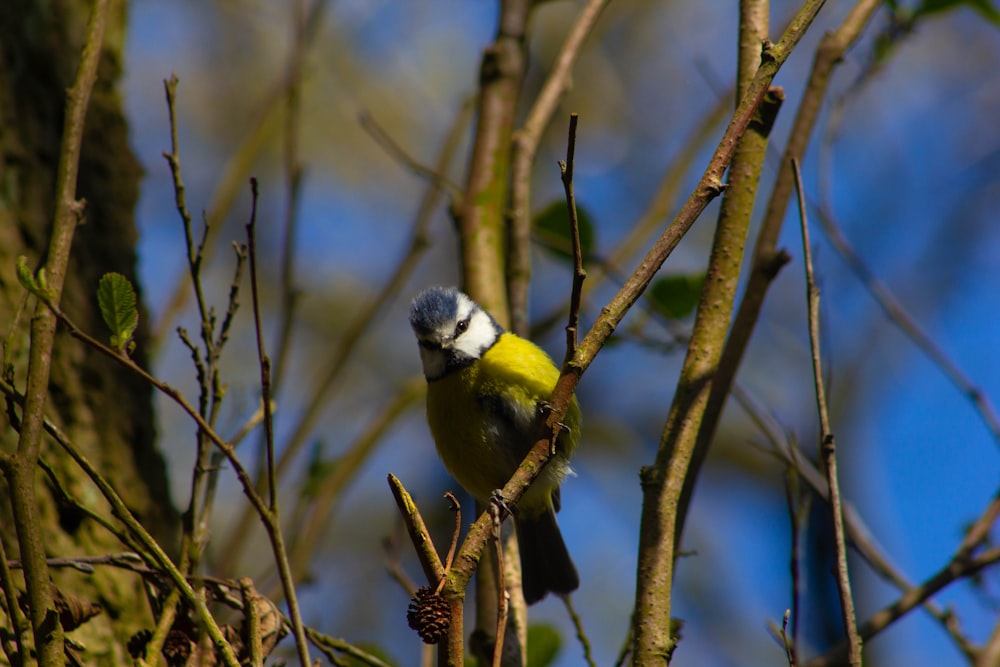 gelber und schwarzer Vogel am braunen Ast