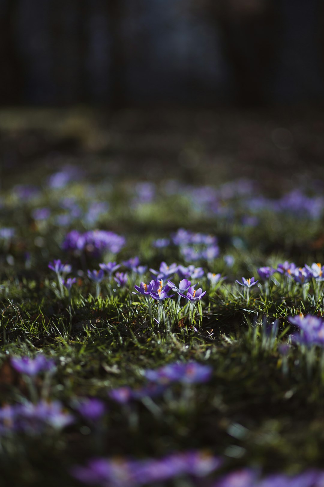 purple flower on green grass during daytime