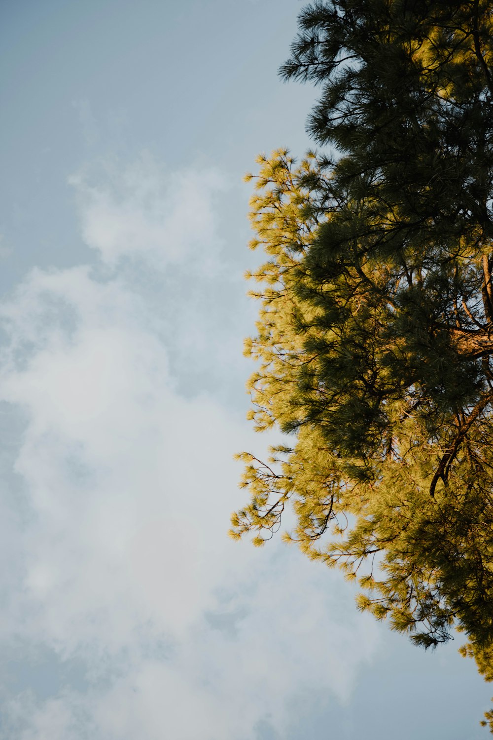 green and yellow leaf tree under white clouds