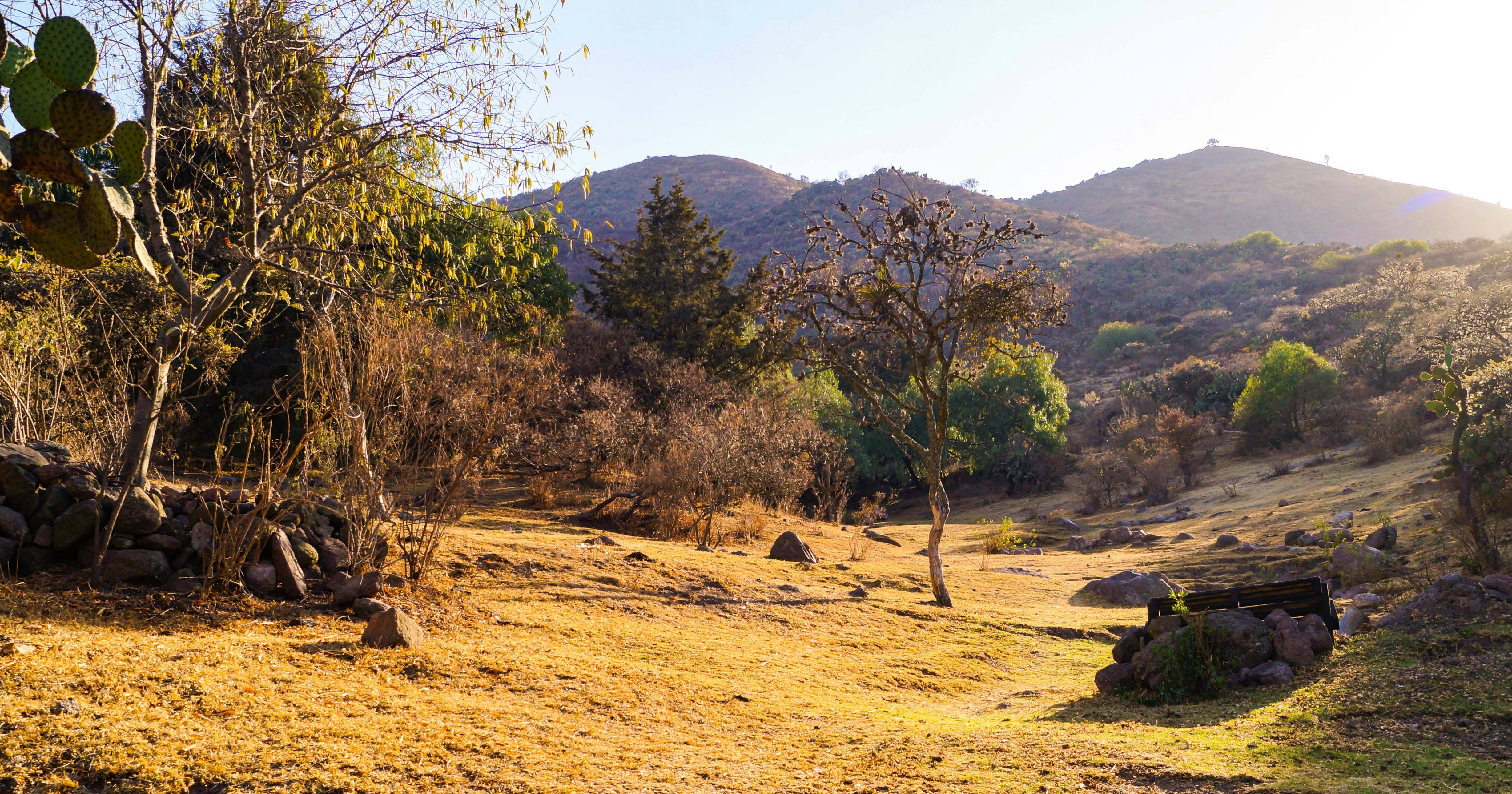 green trees on brown sand during daytime