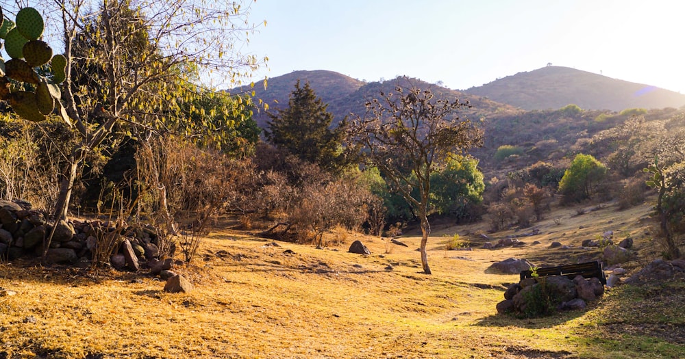 green trees on brown sand during daytime