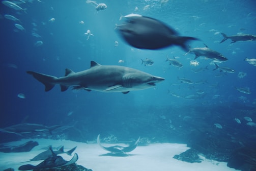 A large shark swims gracefully through a blue ocean environment, surrounded by various other fish and marine life. The scene is filled with movement and the vastness of the underwater world is highlighted by the presence of smaller fish and rays that share the water.