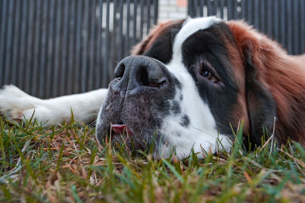 brown and white short coated dog lying on green grass during daytime