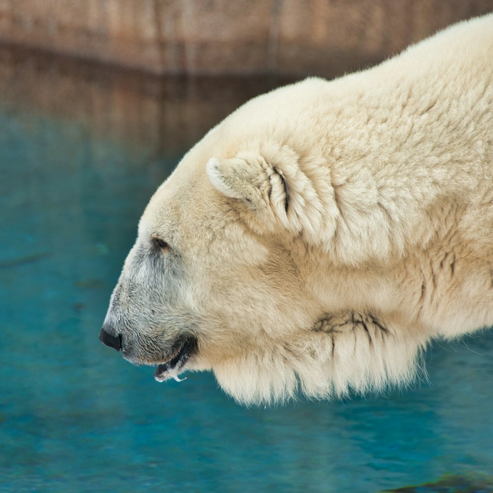 white polar bear on water