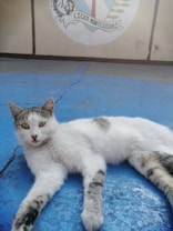 A cat with white and gray fur is lying on a blue painted surface. In the background, there is a wall featuring a logo or emblem with the words 'Liceo Montessori'. The scene appears calm and relaxed.
