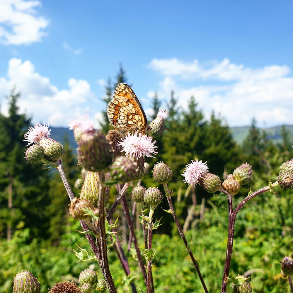 brown butterfly on green and pink flower during daytime