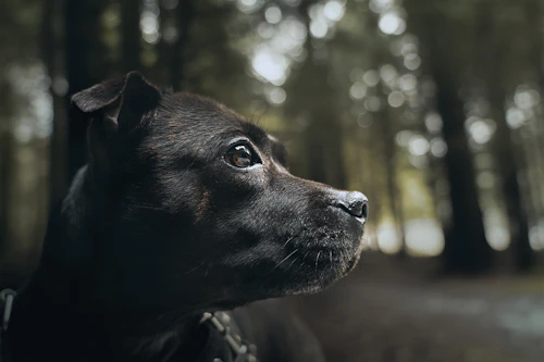 Staffordshire Bull Terrier
