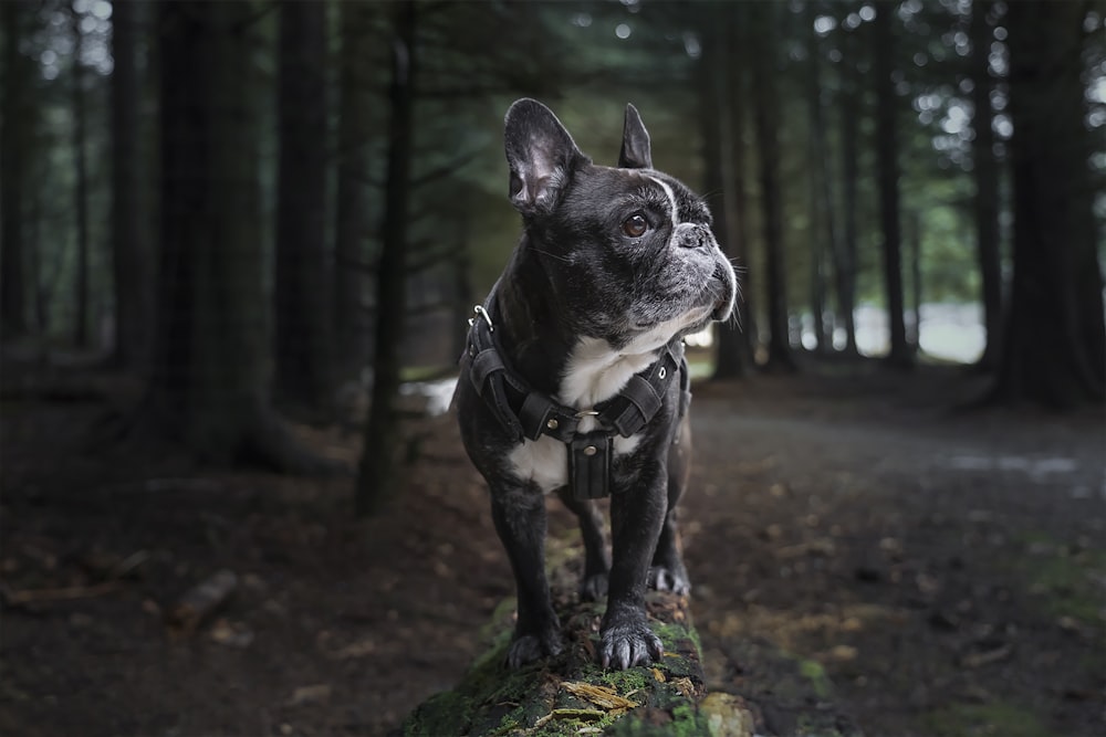 black and white french bulldog on green grass during daytime