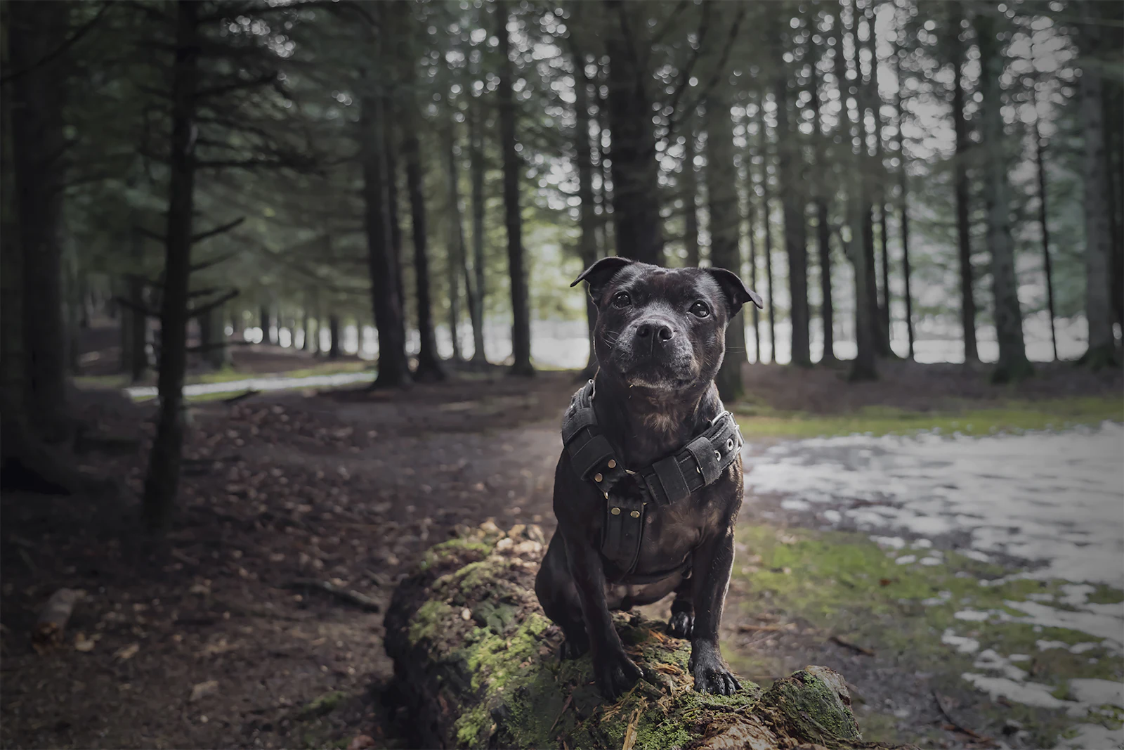 Un Staffordshire Bull Terrier sentado y mirando serio a cámara