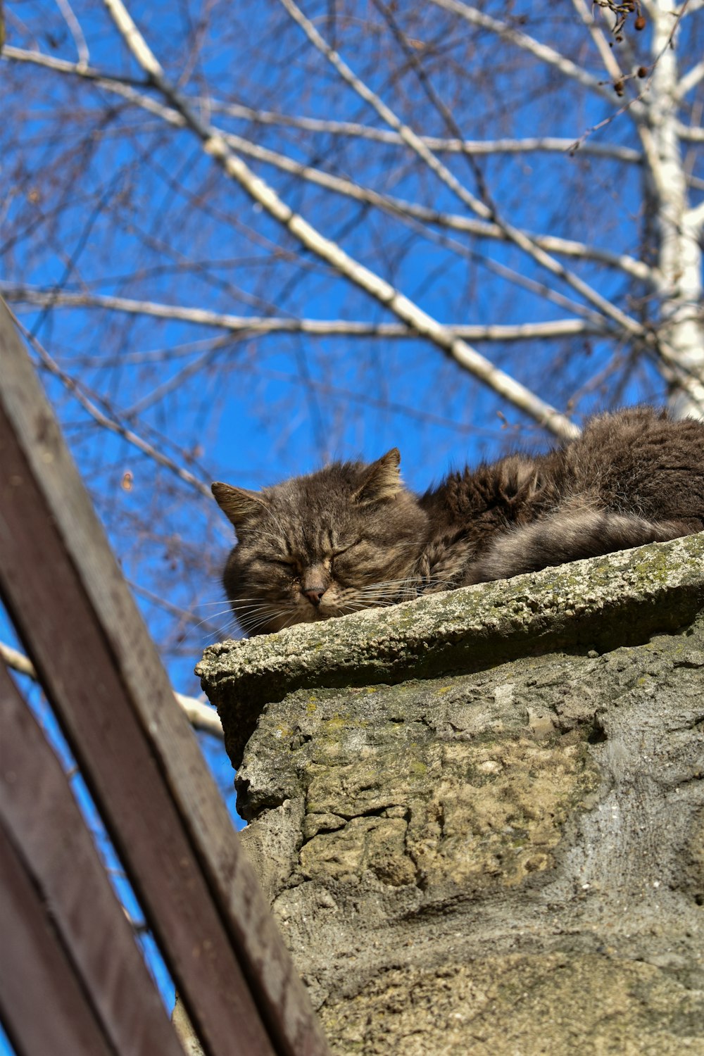 chat tigré argenté sur le mur de béton gris pendant la journée