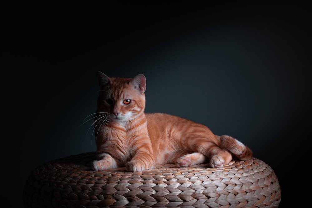 chat tigré orange couché sur un panier tressé brun