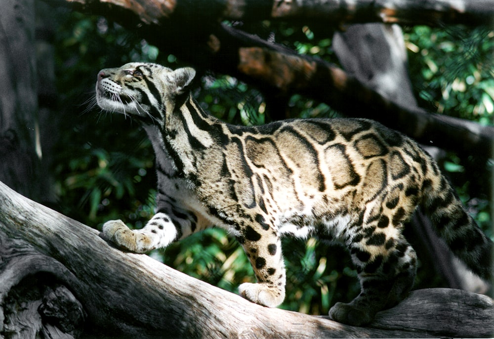 Brauner und schwarzer Leopard auf braunem Holzstamm