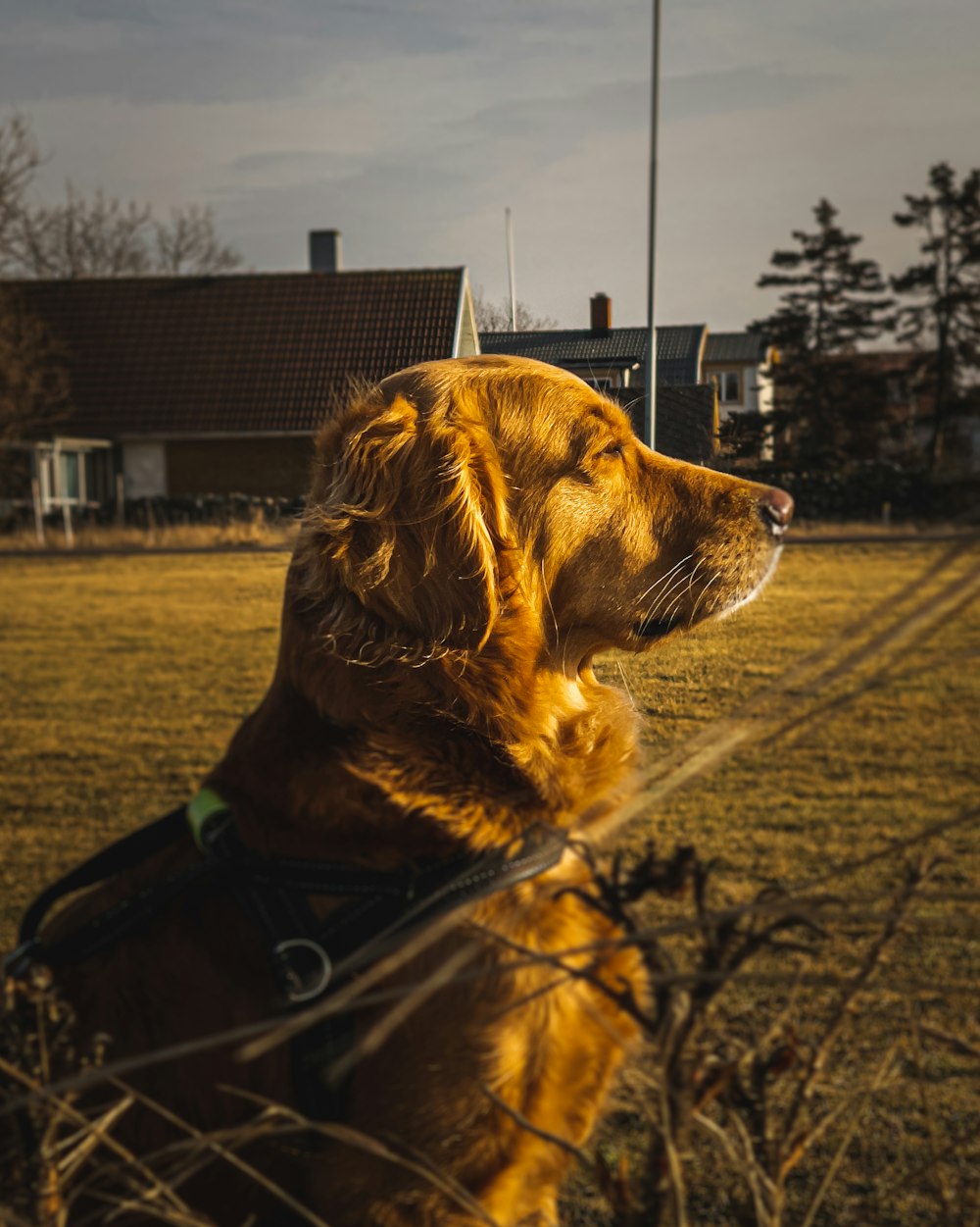 golden retriever sitting on green grass field during daytime