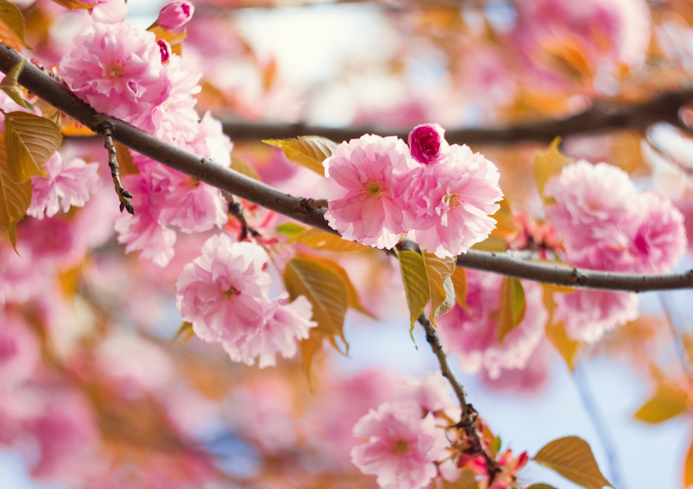 pink cherry blossom in close up photography