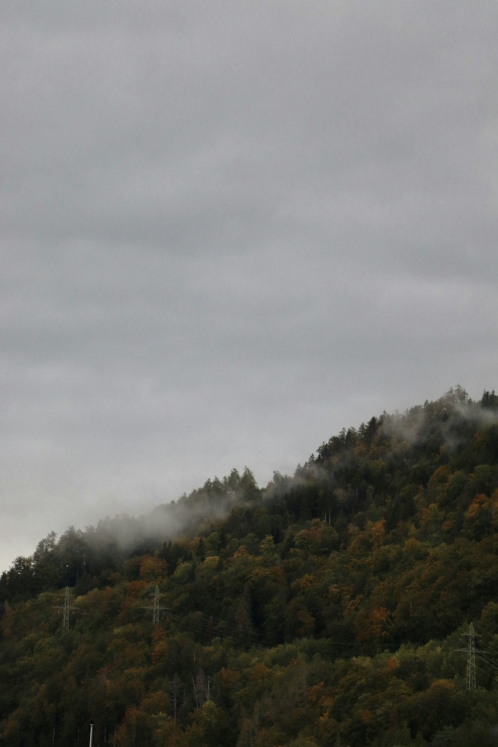 green trees under white sky during daytime