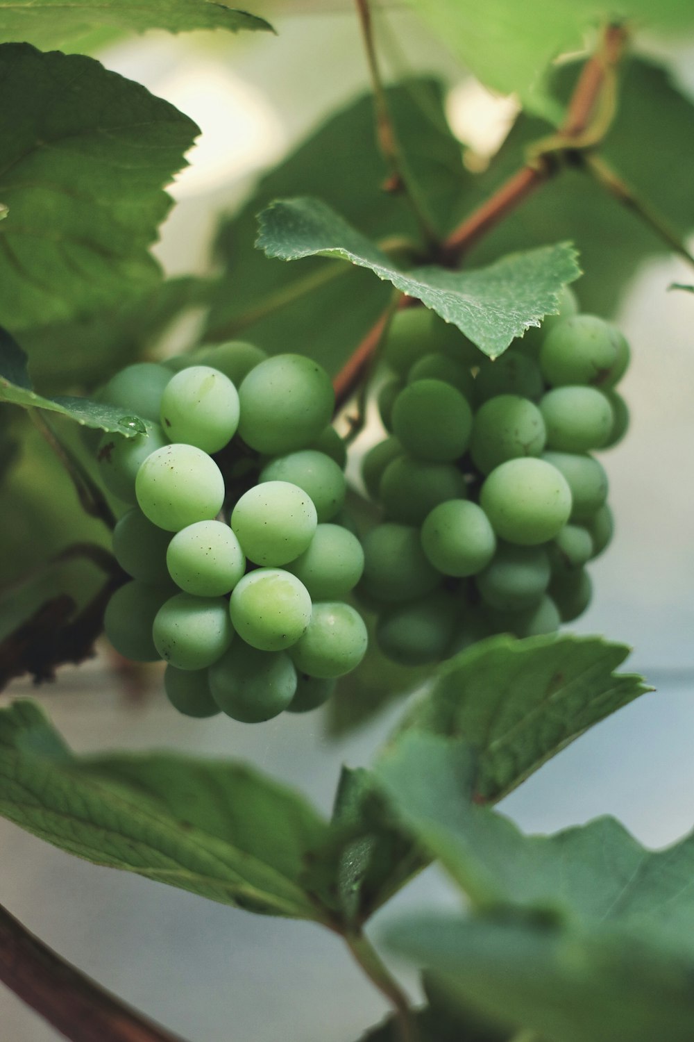 green grapes in close up photography