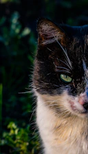 white and black cat on green grass during daytime