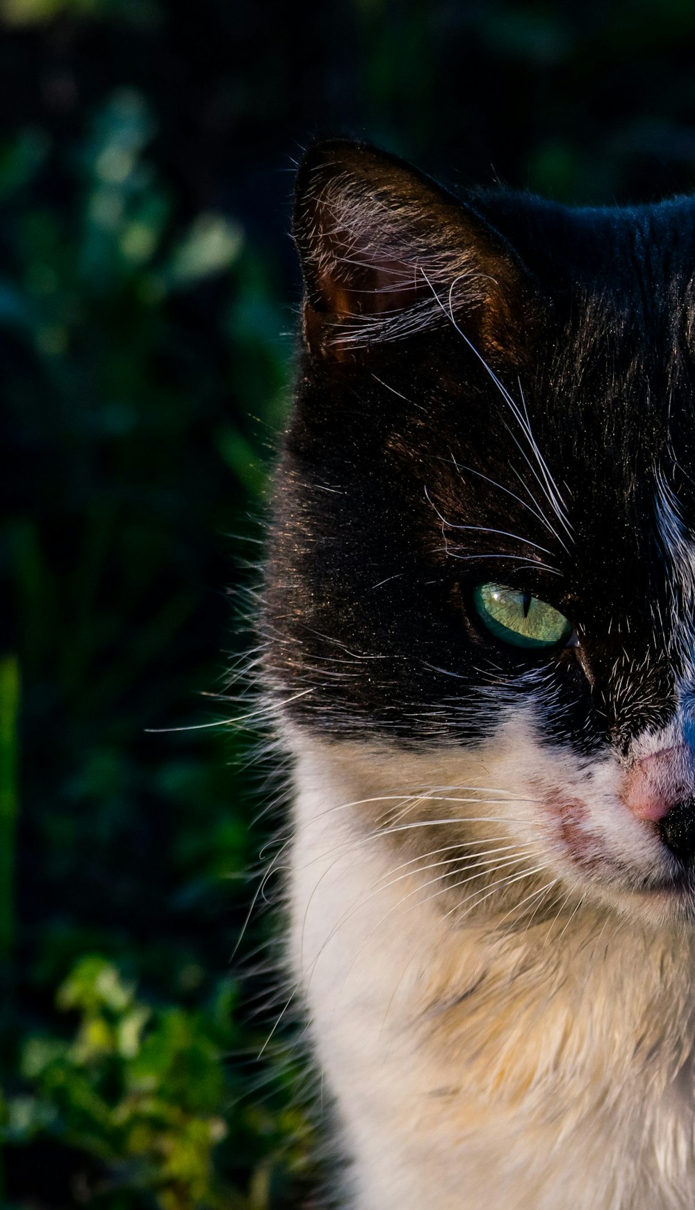 white and black cat on green grass during daytime