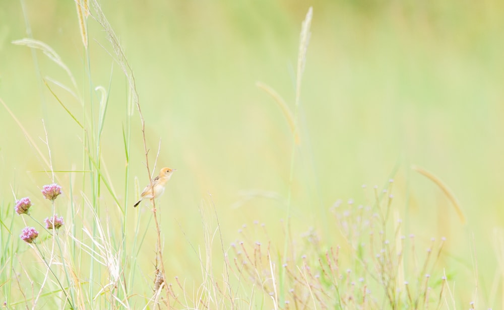 brown bird on green grass during daytime