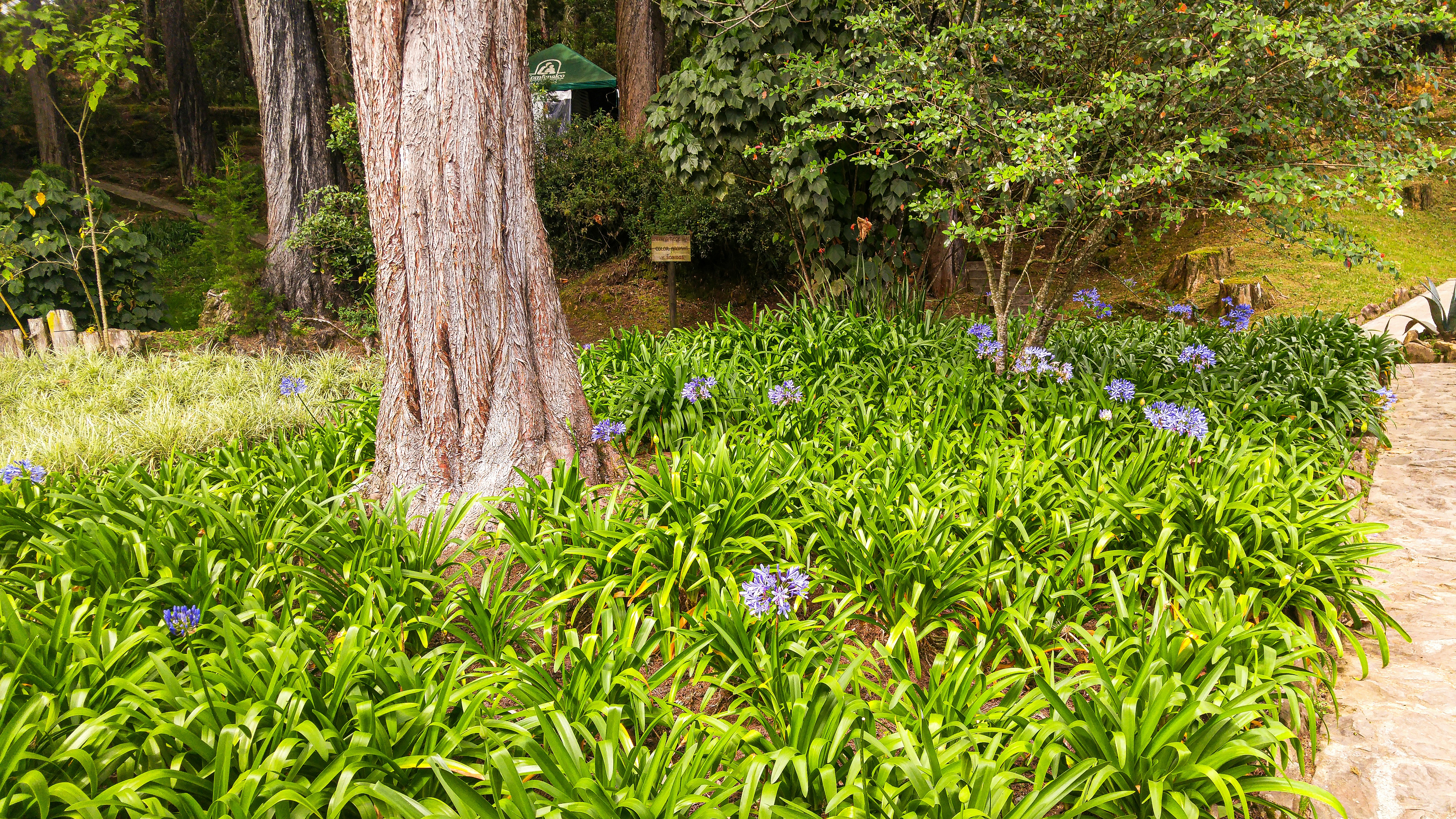 Lush green garden with purple lavender flowers and stone pathway