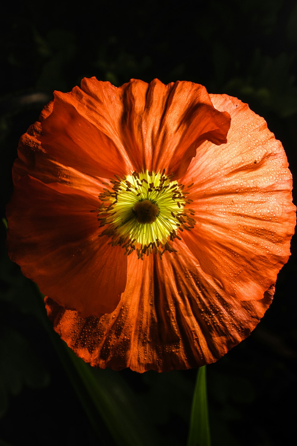 orange flower in macro shot