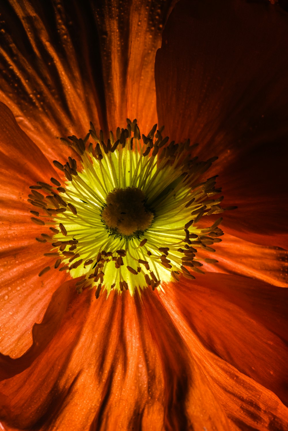 yellow and red flower in close up photography