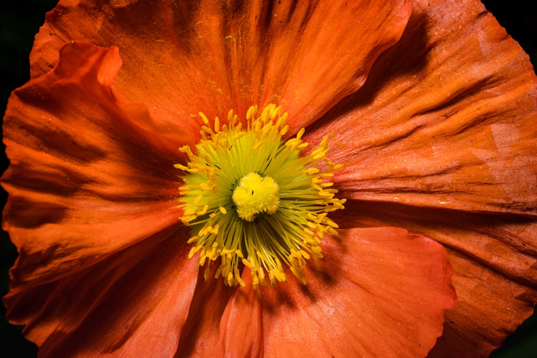 orange and yellow flower in macro shot