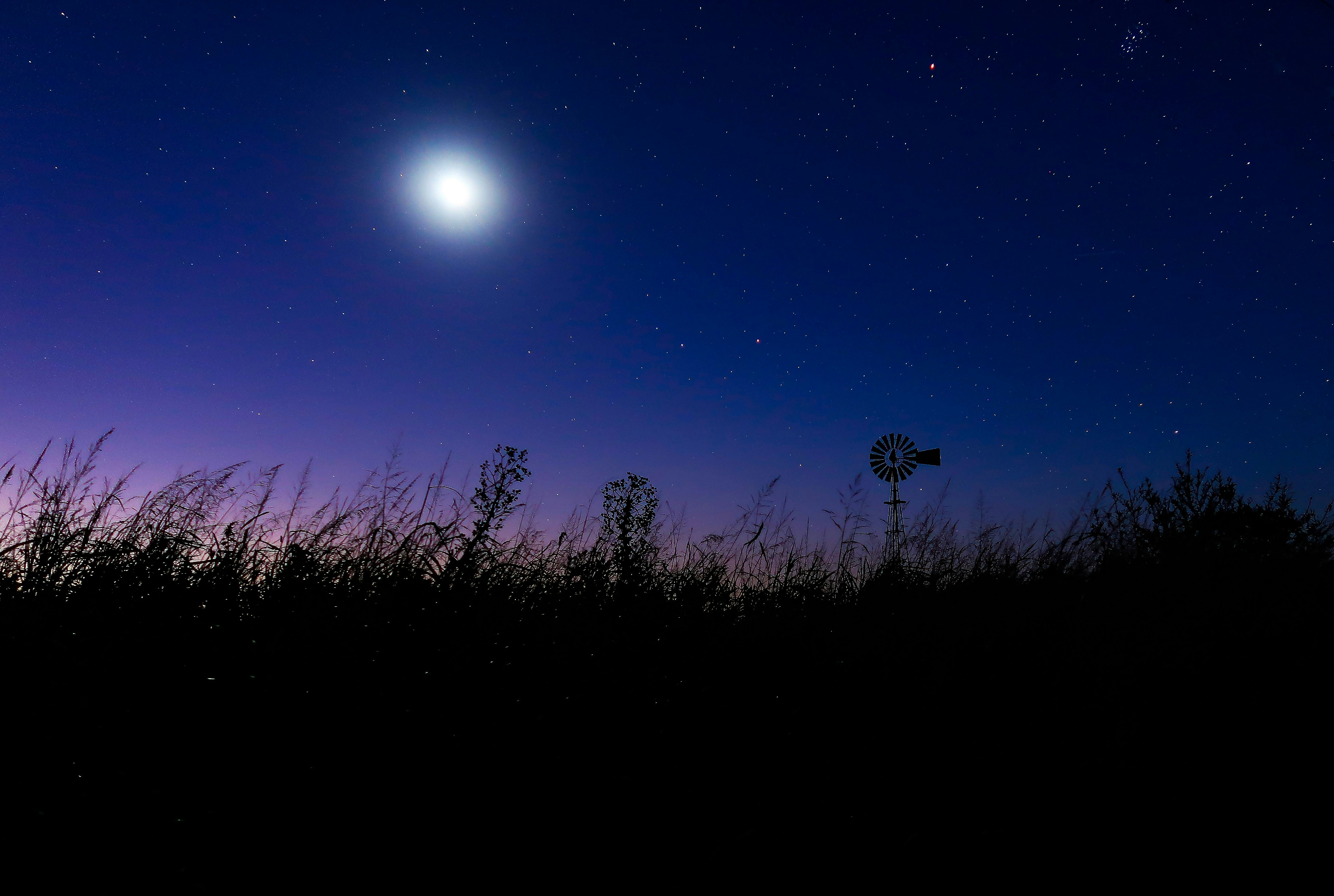 silhouette of trees under blue sky during night time