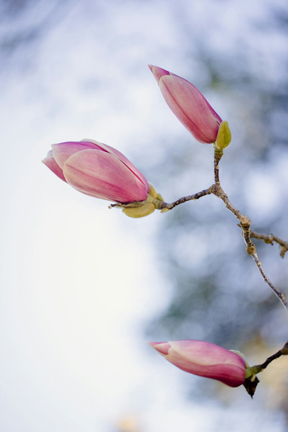 pink flower in tilt shift lens