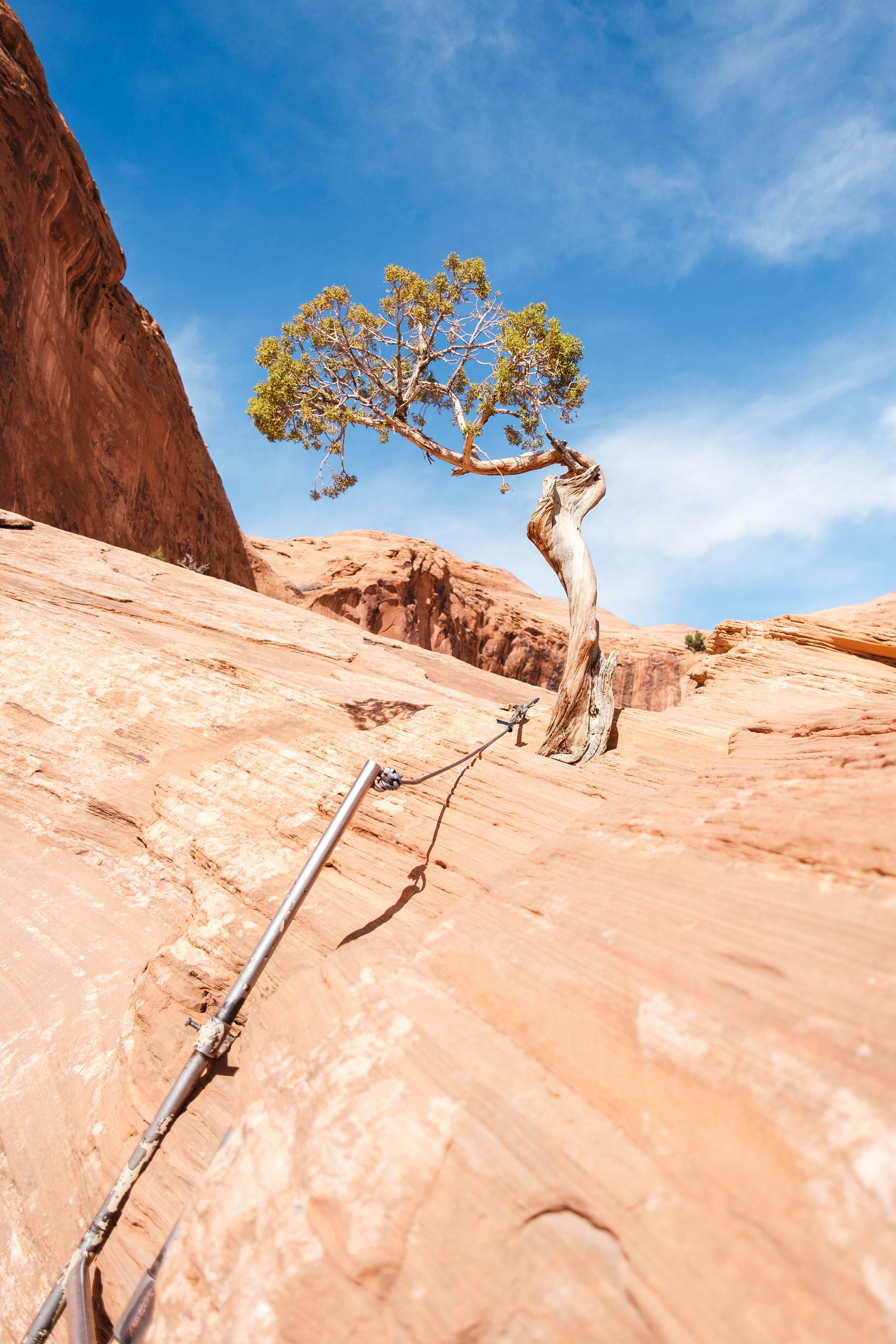 bare tree on brown rock formation under blue sky during daytime