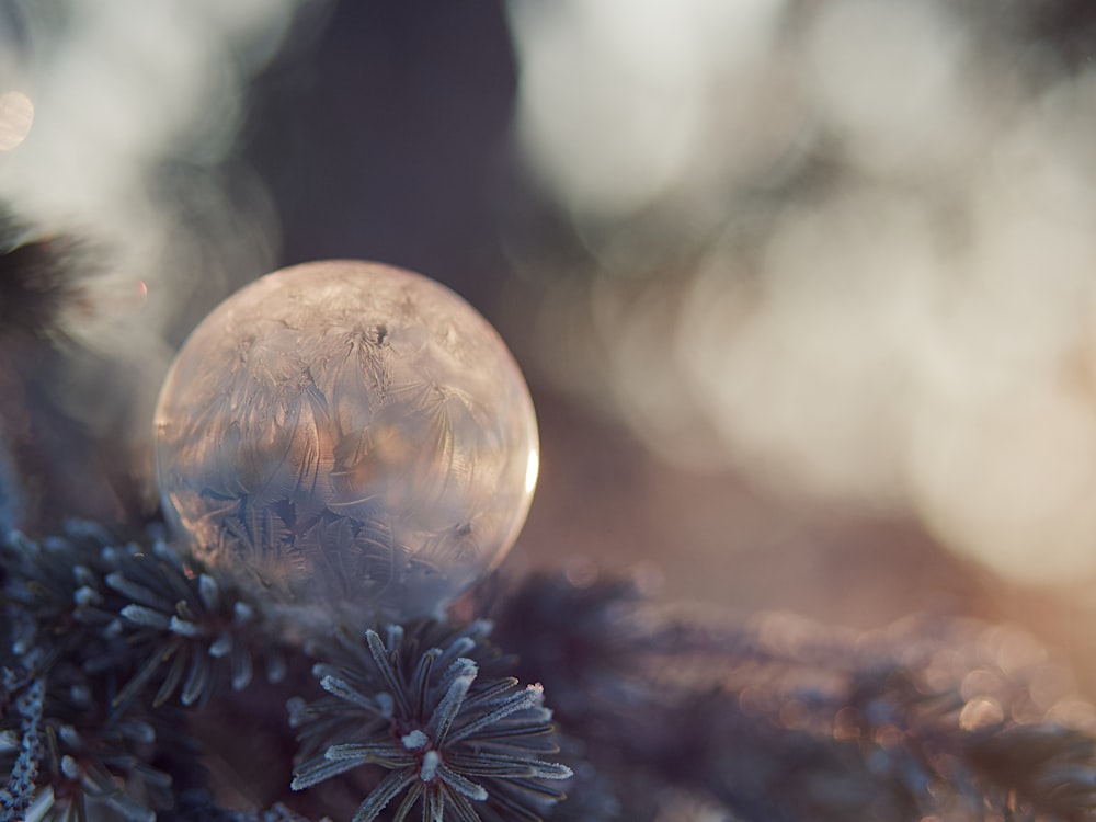 clear glass ball on green pine tree
