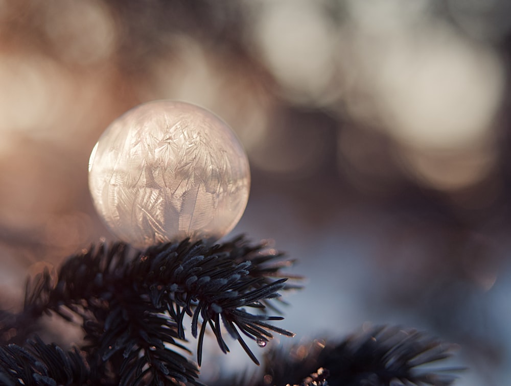 white ball on pine tree