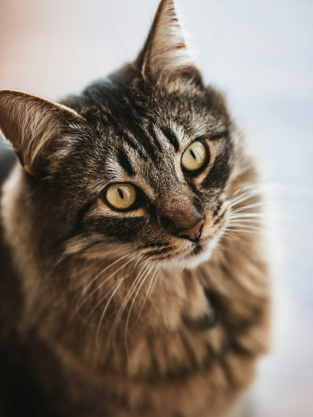 brown tabby cat in close up photography