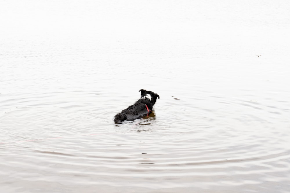 black short coat dog running on water during daytime