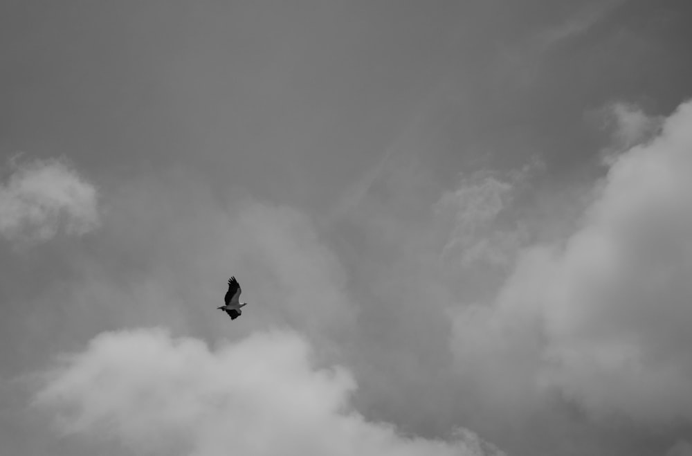 grayscale photo of bird flying under cloudy sky