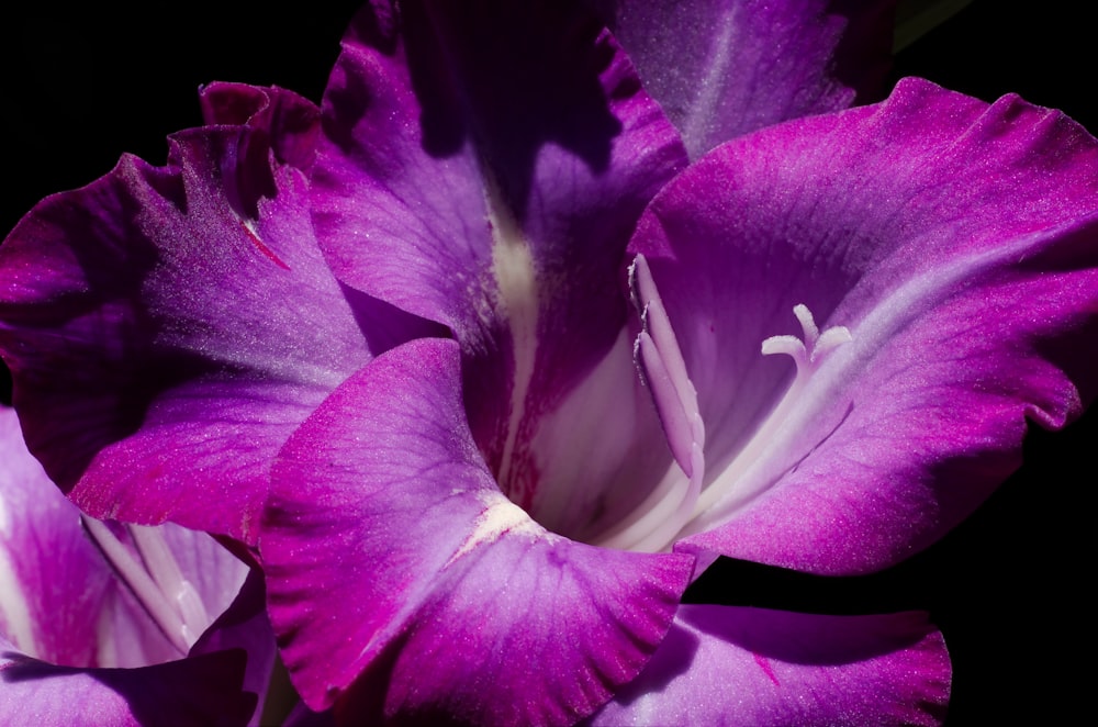 purple and white flower in close up photography