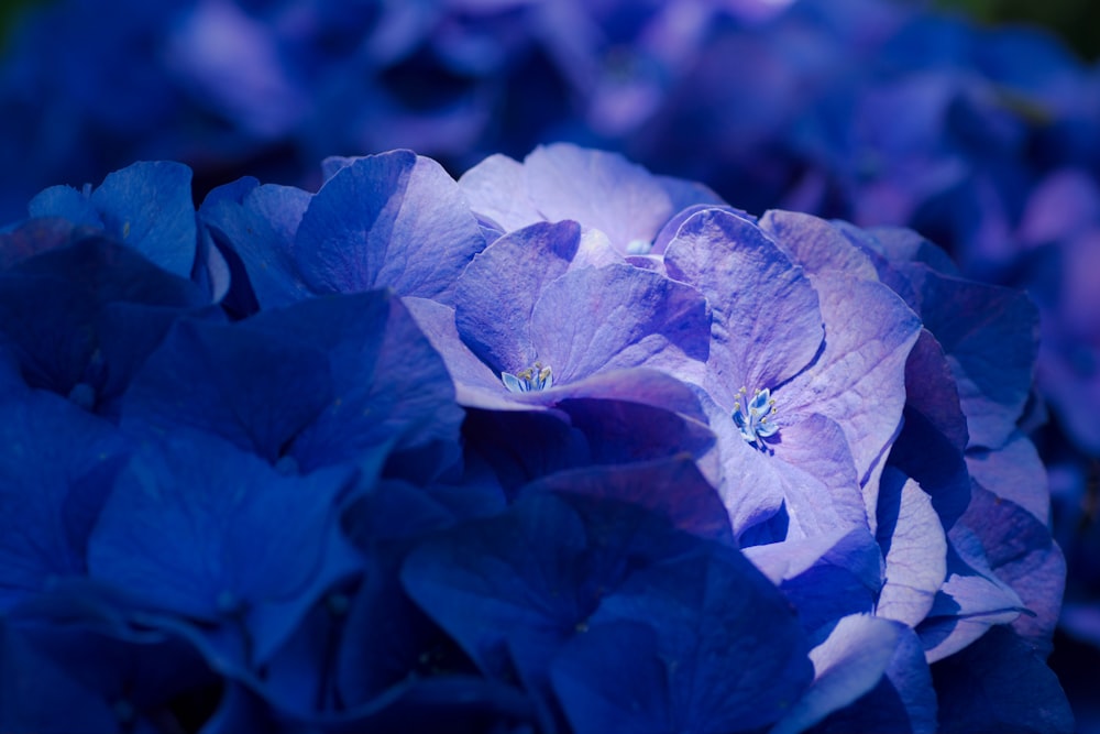 purple flower in tilt shift lens