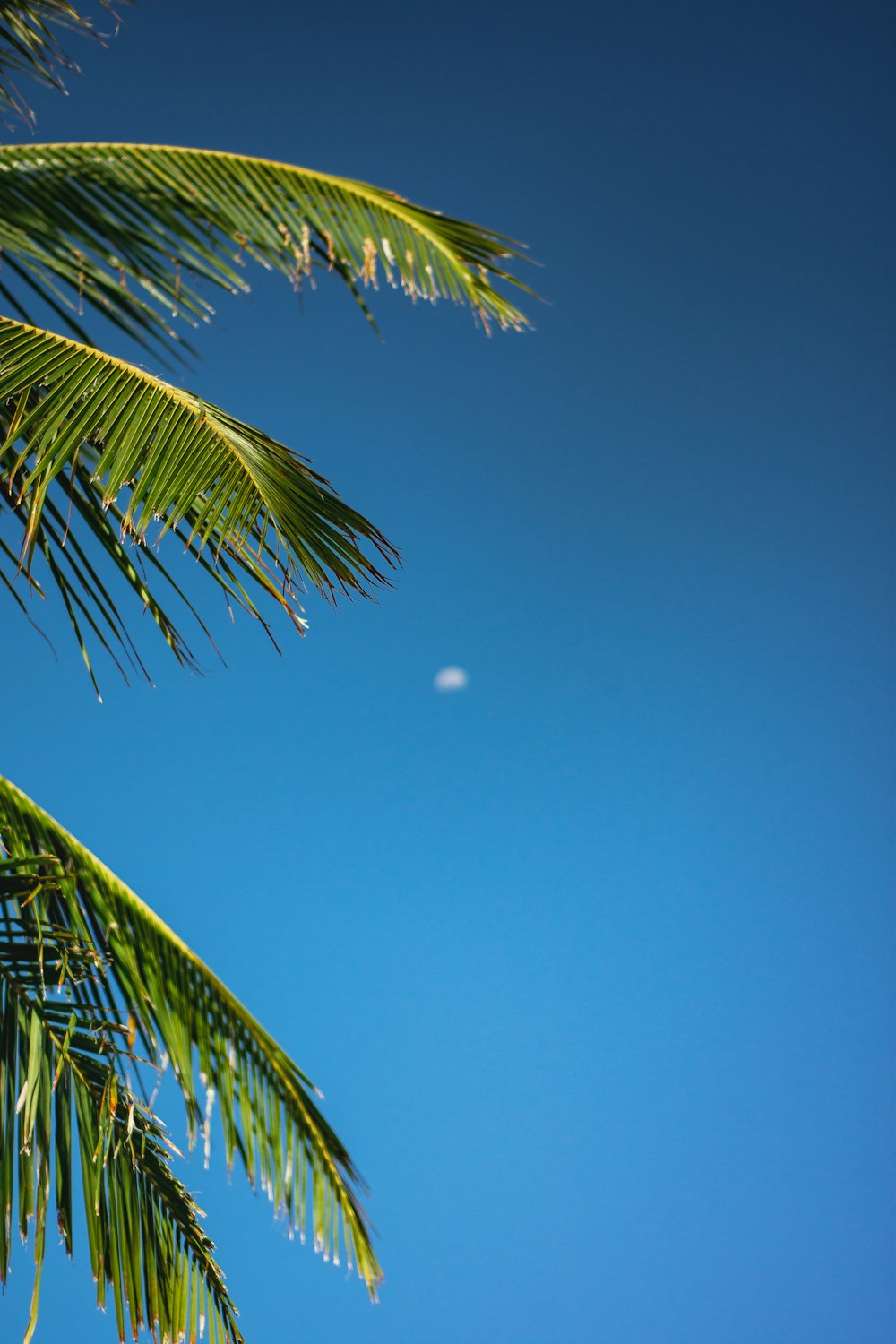 palmeira verde sob o céu azul durante o dia