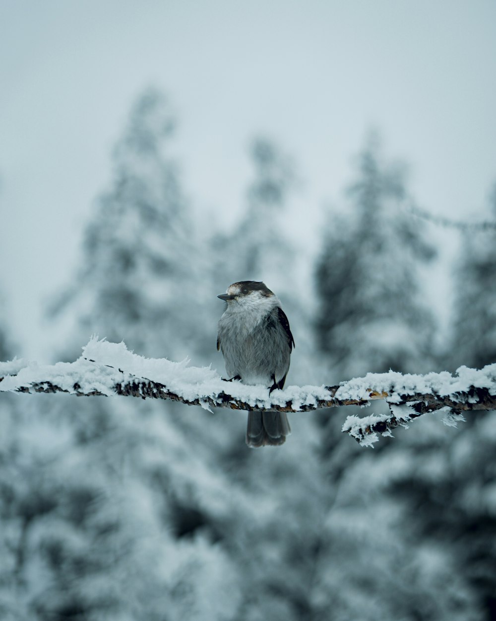 pássaro branco e cinza no galho marrom da árvore