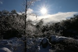 A bright sun shines through a clear sky, illuminating a winter landscape with a tree covered in ice and snow. The light reflects off the icy branches, creating a sparkling effect. Snow-covered rocks are visible in the foreground, while dense snow-laden trees form a dark silhouette against the sky.