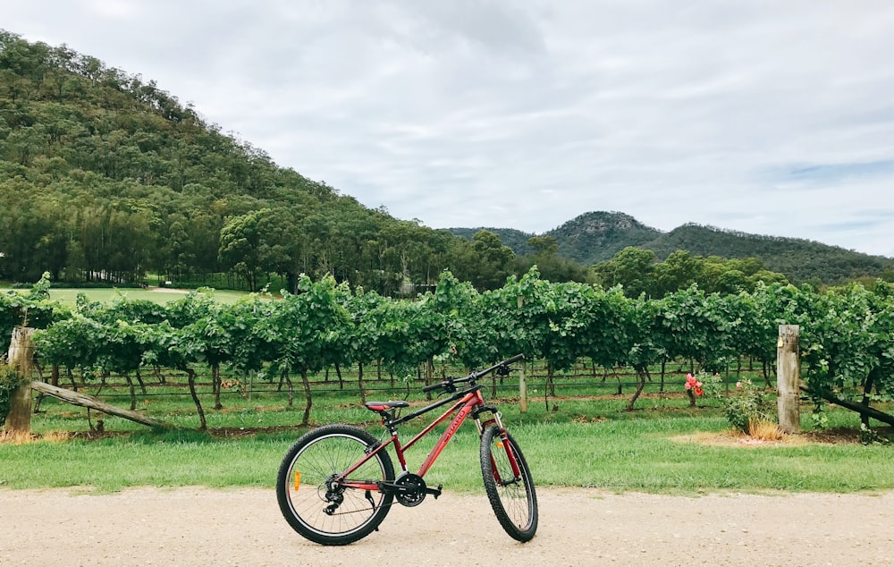 red and black mountain bike parked on green grass field during daytime