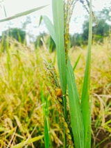 A close-up view of ripe rice plants with golden grains and lush green leaves. A small snail is visible on the stalk, adding a touch of life to the scene. The background features a blurred mix of more rice plants, under bright natural lighting conditions.