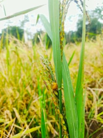A close-up view of ripe rice plants with golden grains and lush green leaves. A small snail is visible on the stalk, adding a touch of life to the scene. The background features a blurred mix of more rice plants, under bright natural lighting conditions.