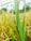 A close-up view of ripe rice plants with golden grains and lush green leaves. A small snail is visible on the stalk, adding a touch of life to the scene. The background features a blurred mix of more rice plants, under bright natural lighting conditions.