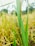 A close-up view of ripe rice plants with golden grains and lush green leaves. A small snail is visible on the stalk, adding a touch of life to the scene. The background features a blurred mix of more rice plants, under bright natural lighting conditions.
